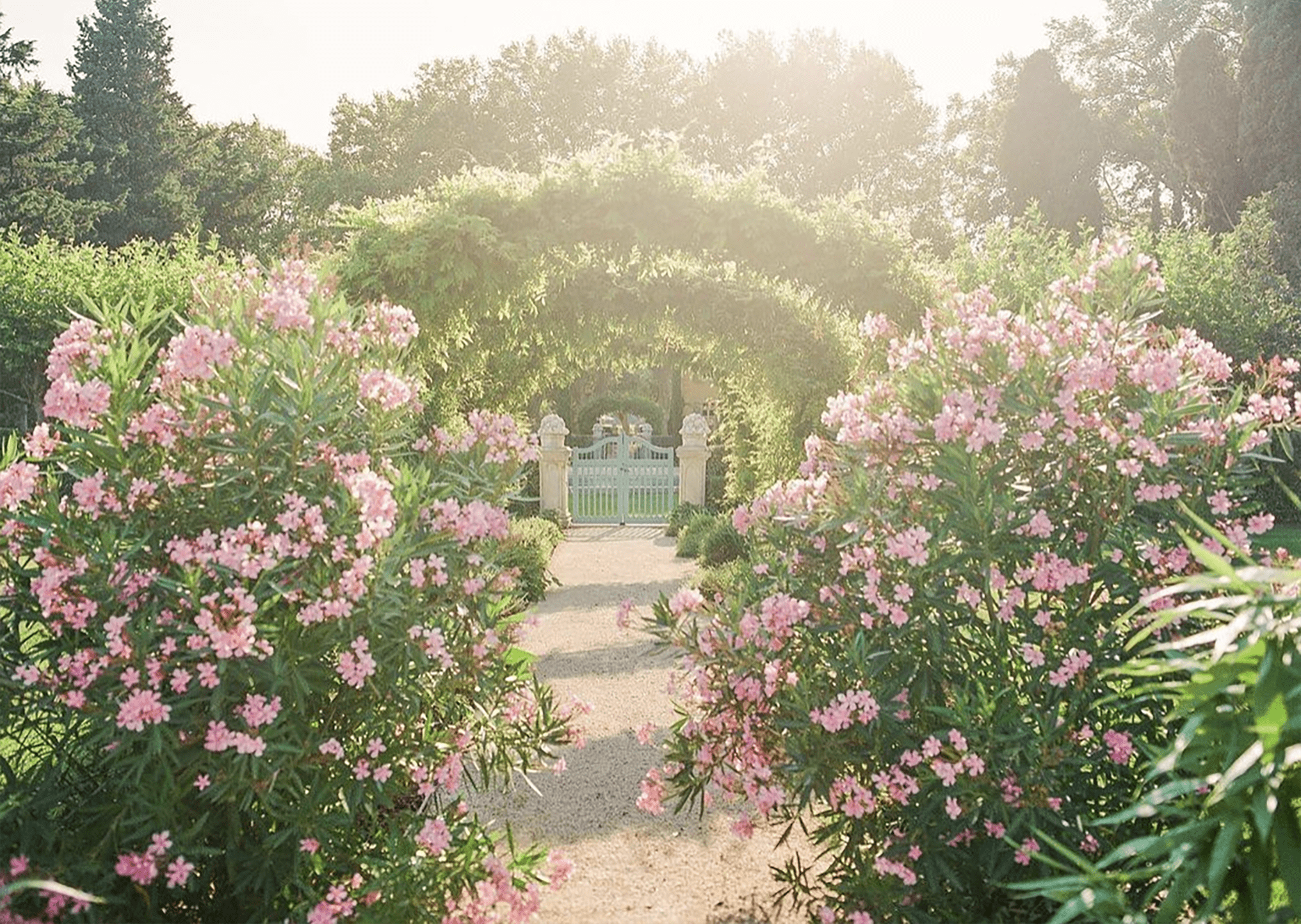 rose garden at les mas de poiriers