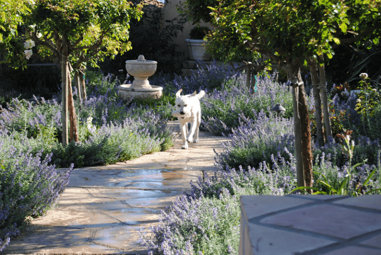 Along the Garden Path…with Beau