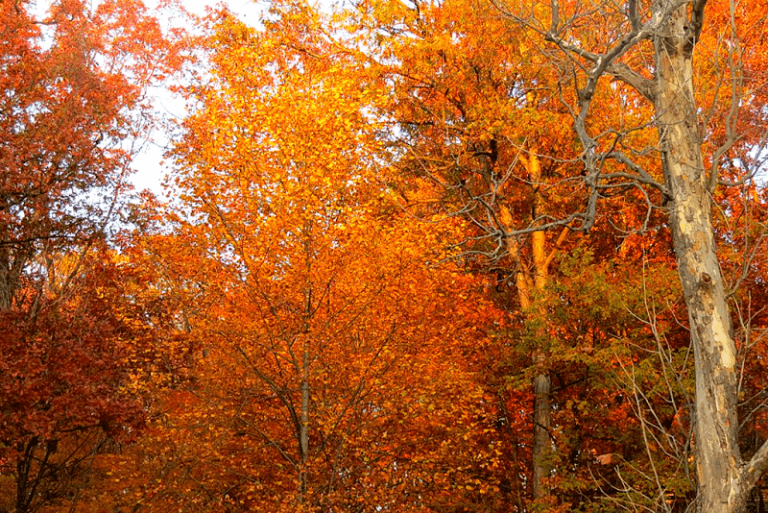 In My Little Town….