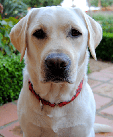 Beau’s Holiday Pics