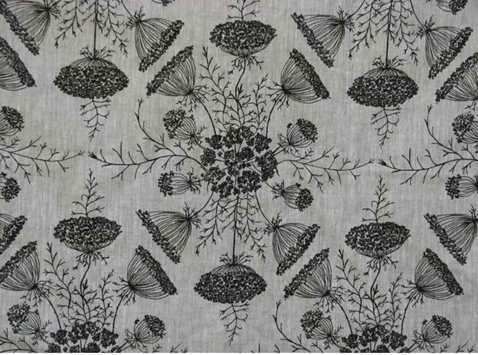 lauren liess queen anne's lace