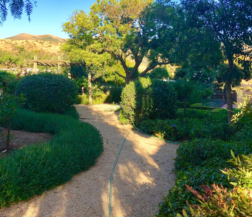 My California Garden In Spring Part 1 - Cindy Hattersley Design