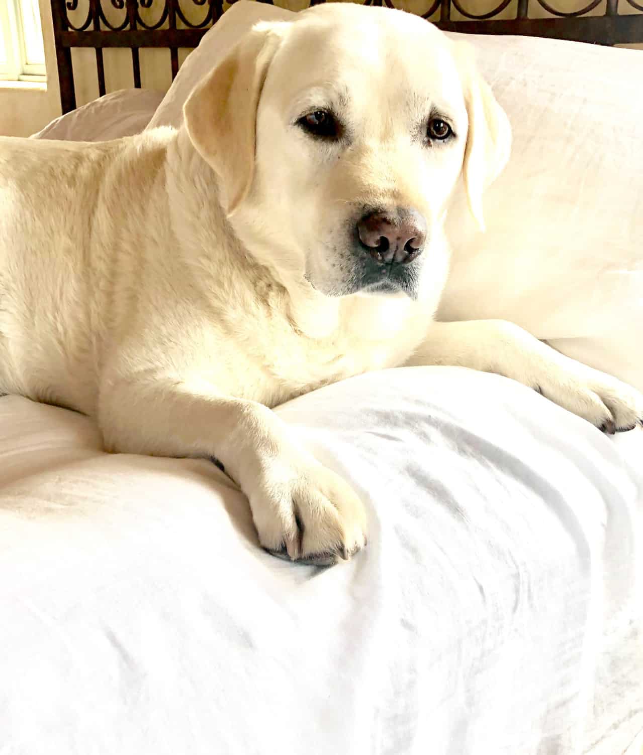 my master bedroom and coyuchi linen sheets