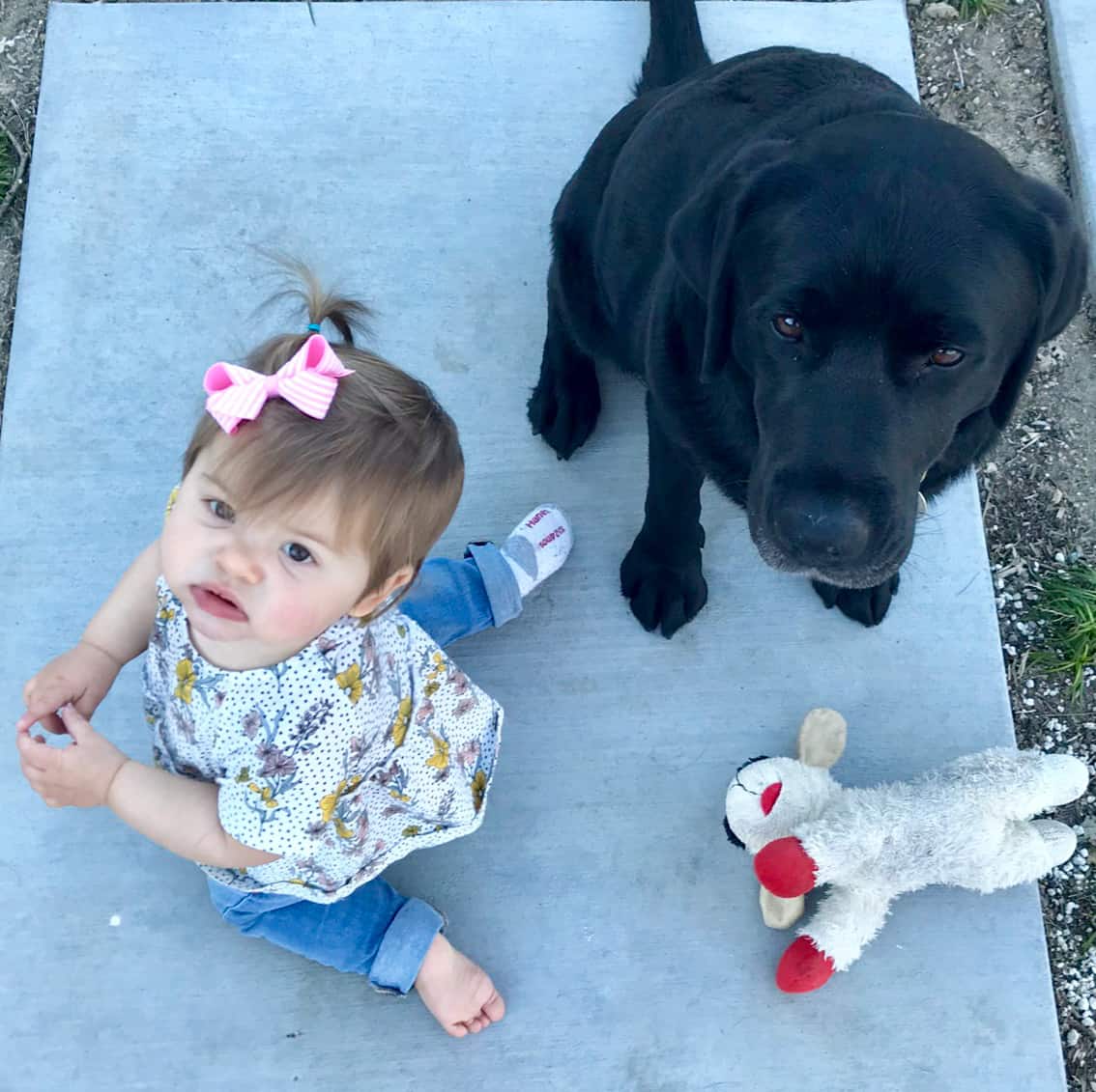 baby and black lab