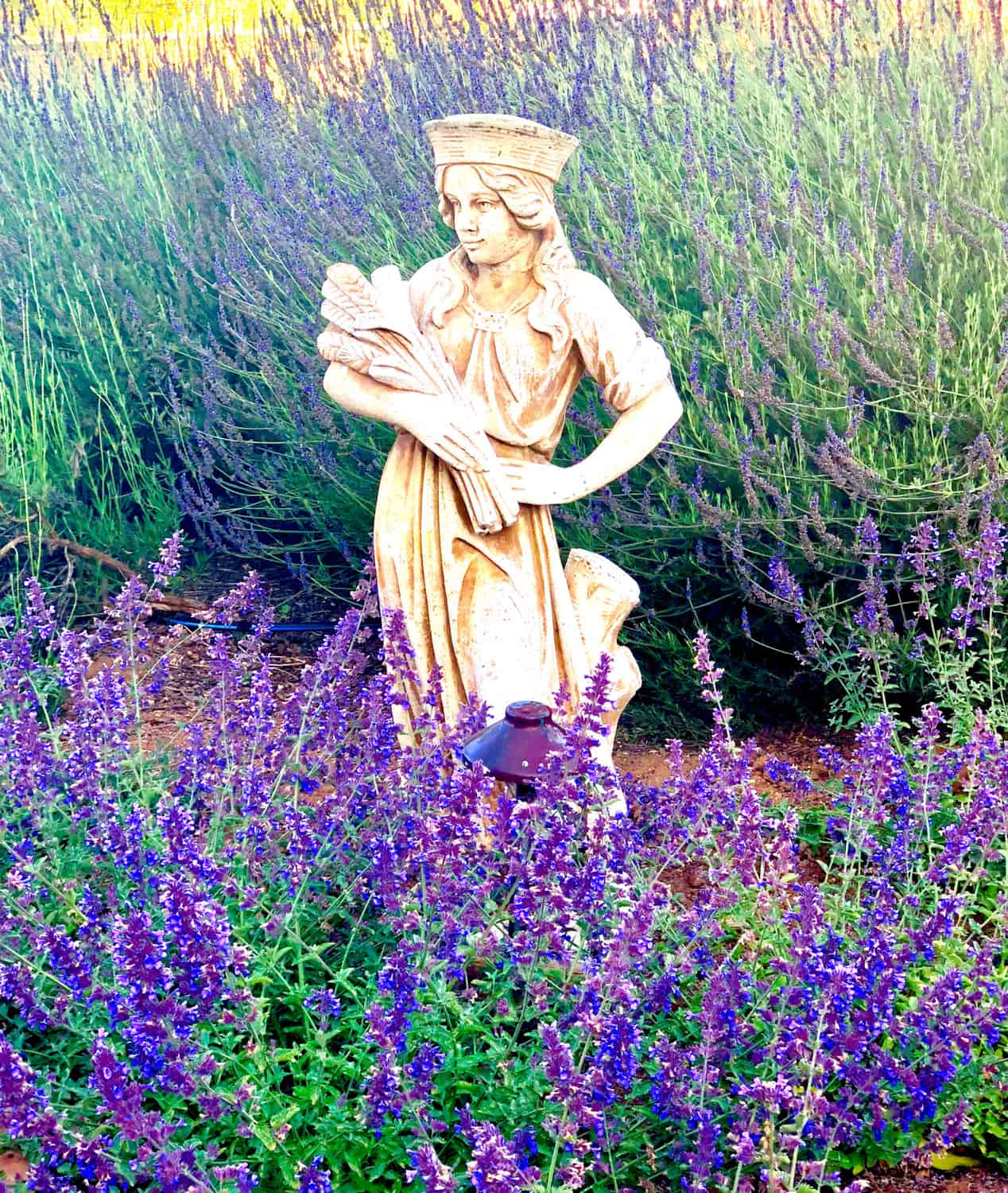 Fall Statue in Cindy Hattersleys garden surrounded by nepeta and lavender