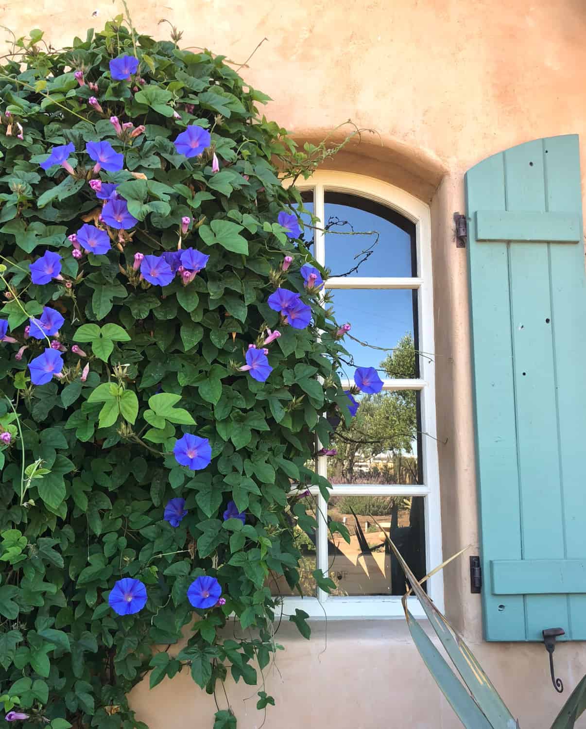 shutters with morning glory
