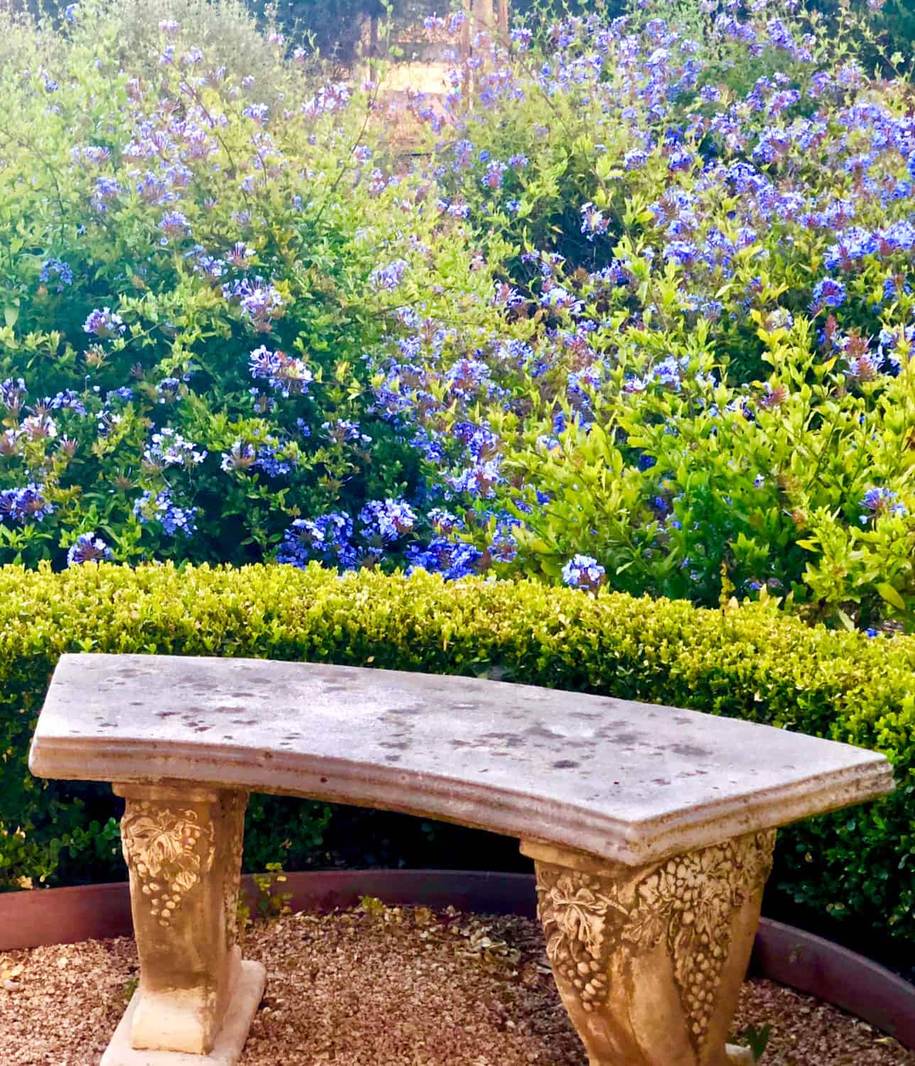 garden bench with plumbago