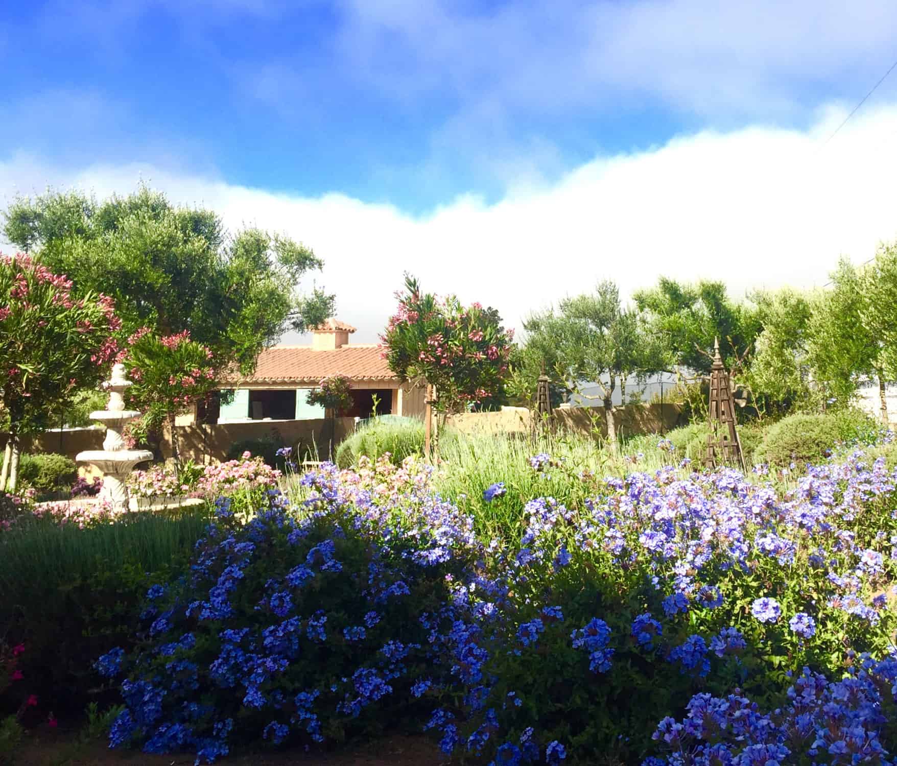drifts of plumbago in Cindy Hattersley's garden