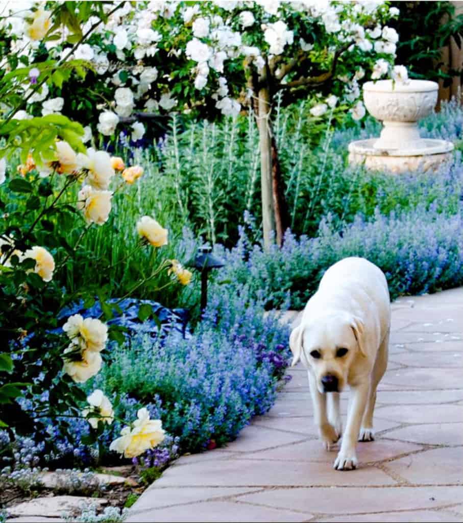 rose garden with yellow lab