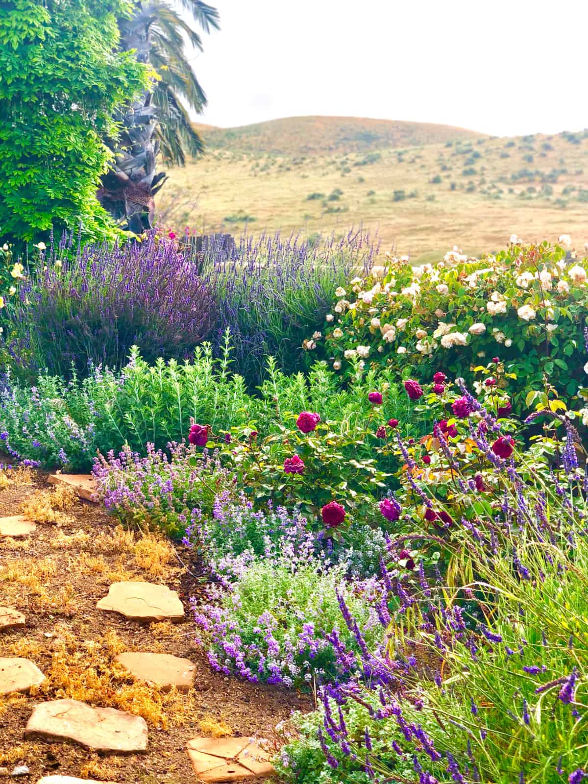 purple flowers in the garden cindy hattersley