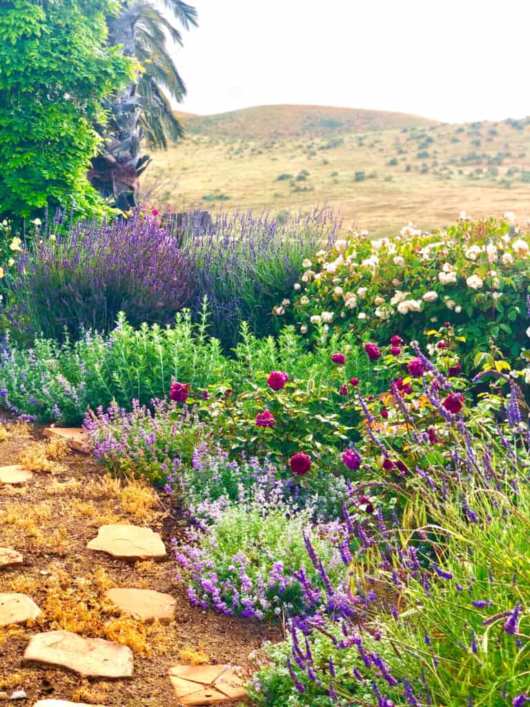 purple flowers in the garden cindy hattersley