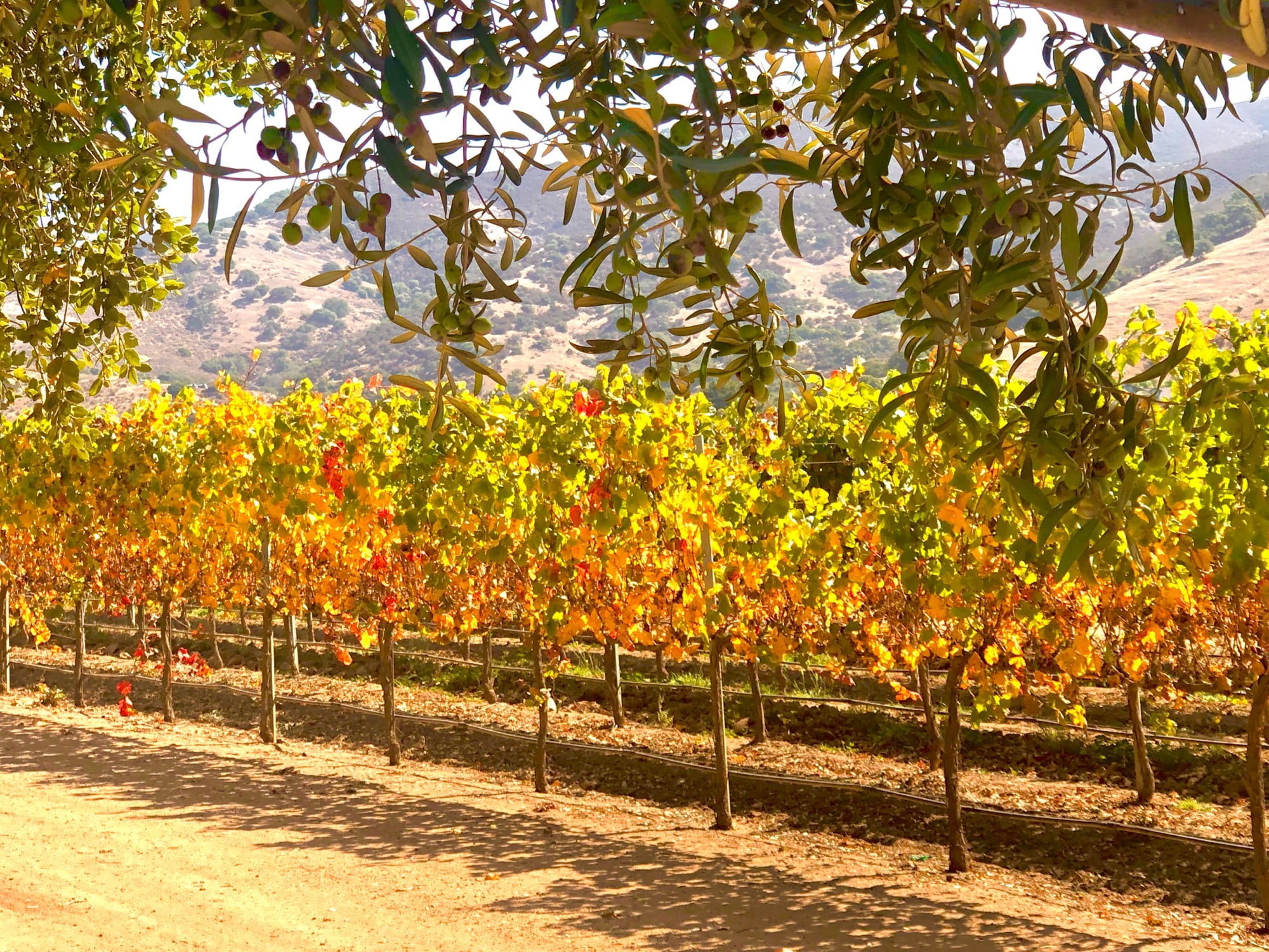 fall color in the vineyard