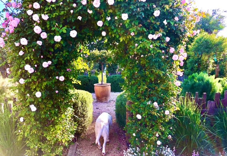 design blogger cindy hattersley's rose arbor