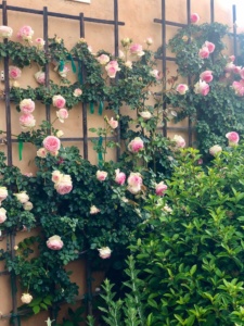 eden rose in cindy hattersley's garden