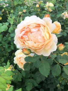 golden celebration closeup in cindy hattersley's rose garden