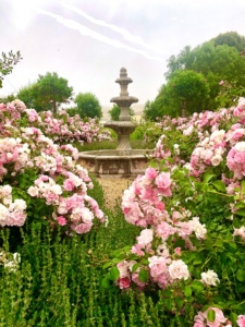 design blogger Cindy Hattersley's fountain with landscape roses