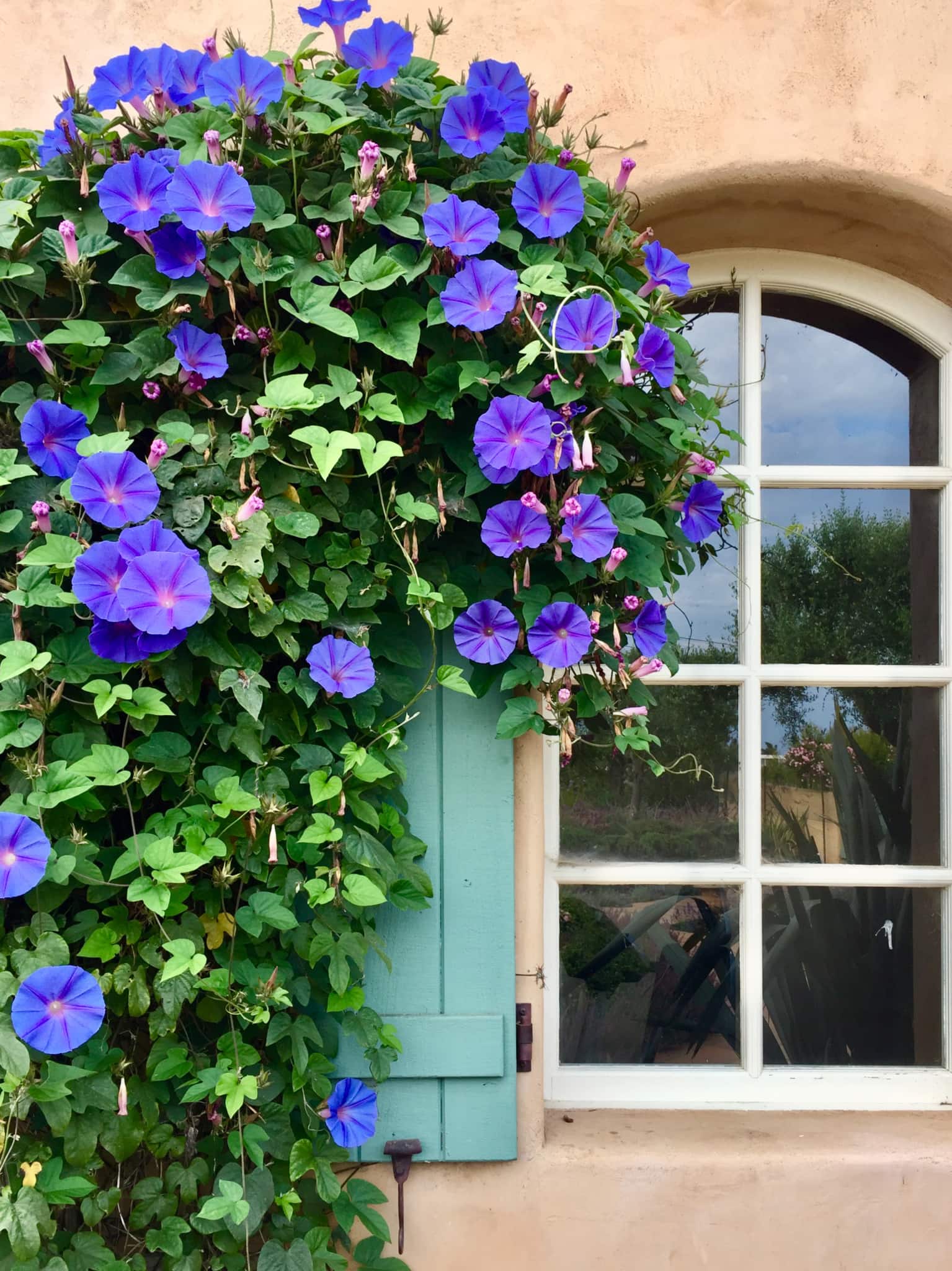 morning glory in bloom in design blogger Cindy Hattersley's garden