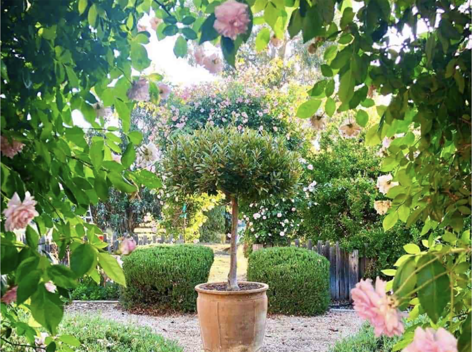 cindy hattersley's rose arbor