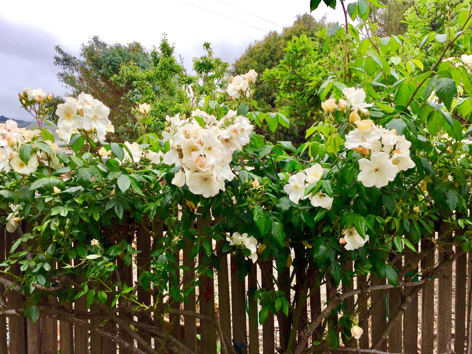 Sally Holmes Rose in Cindy Hattersley's Garden