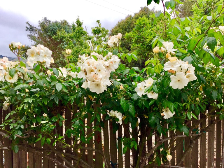 Sally Holmes Rose in Cindy Hattersley's Garden