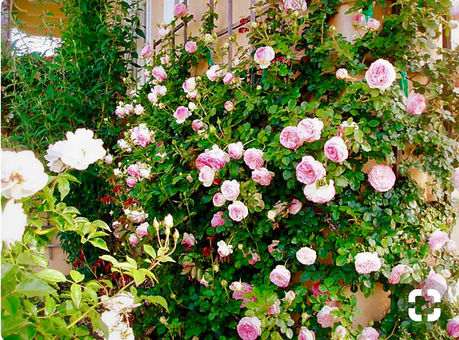 Eden Rose in Cindy Hattersley's Garden