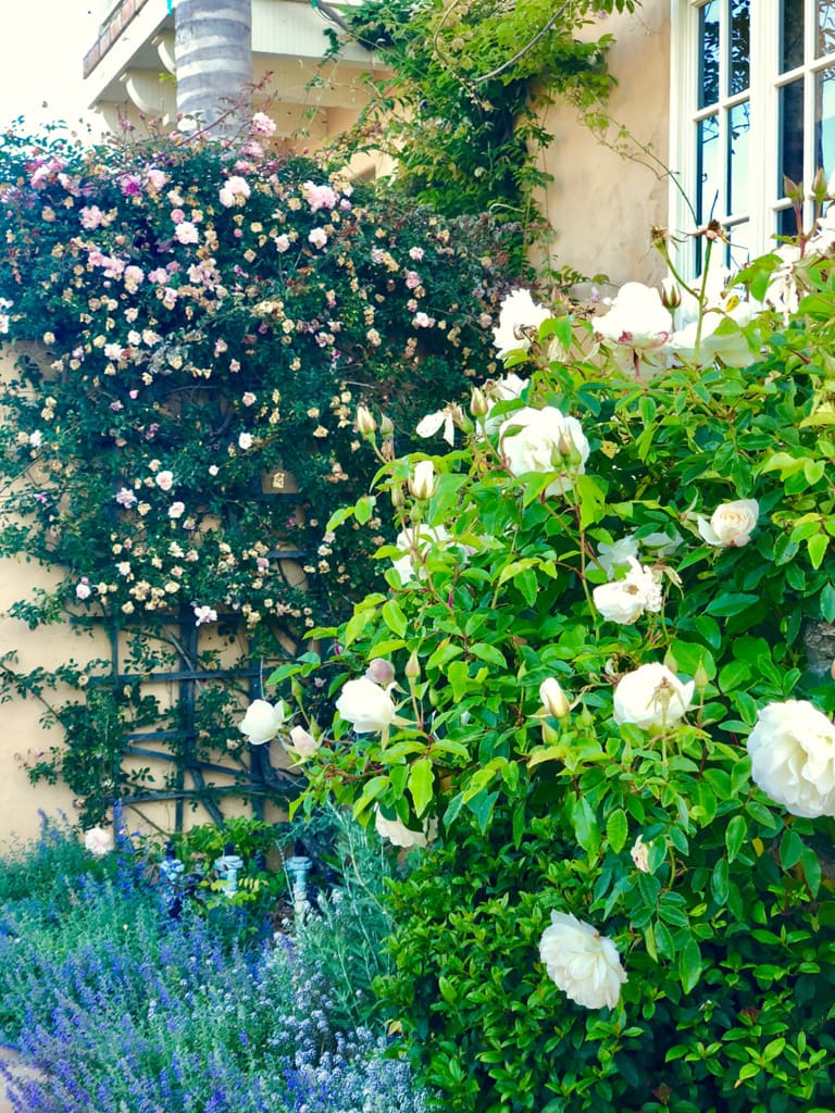 Iceberg Standard Rose in Cindy Hattersley's garden