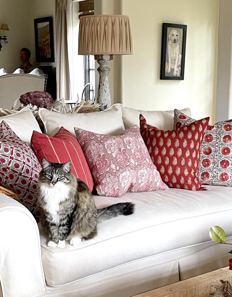 cindy hattersley's cat