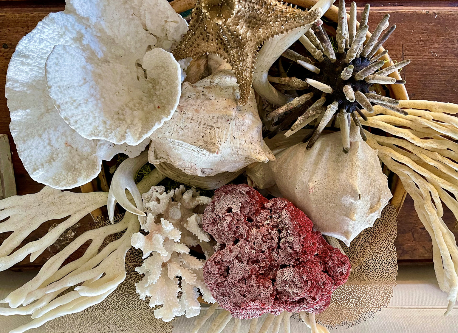 Cindy hattersley's bowl filled with vintage coral