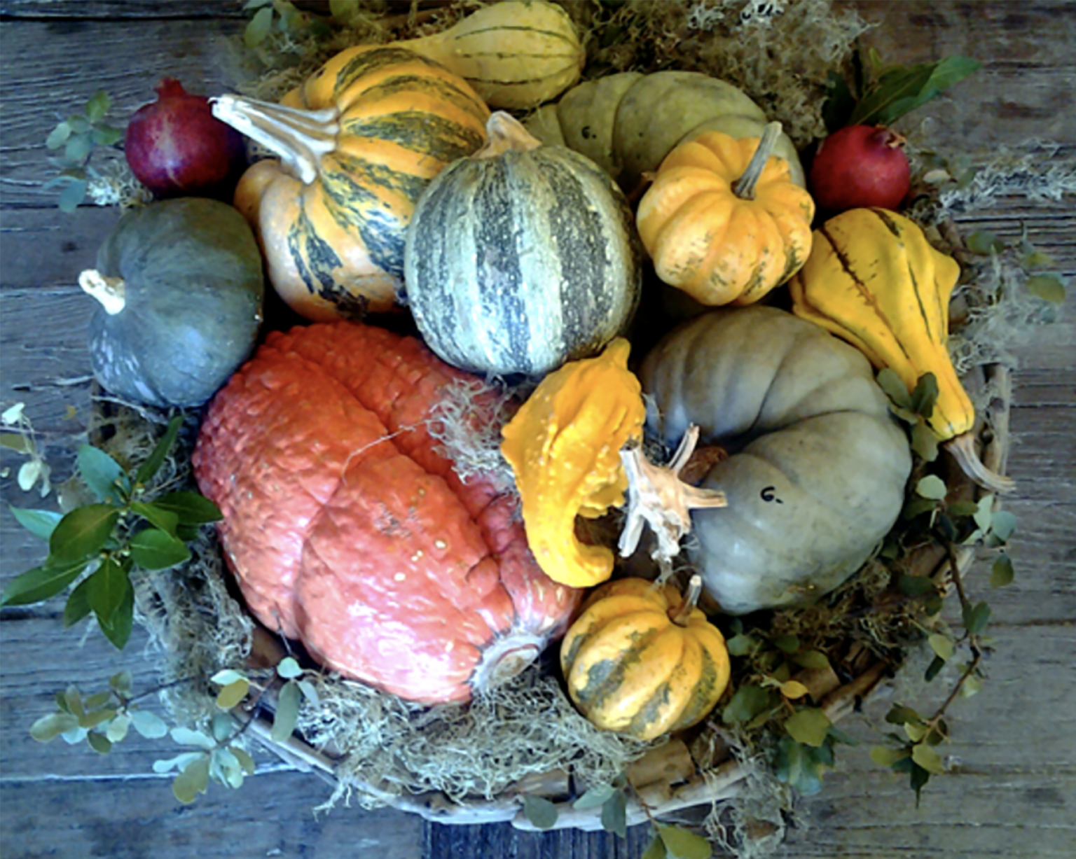 bowl of Cinderella Pumpkins