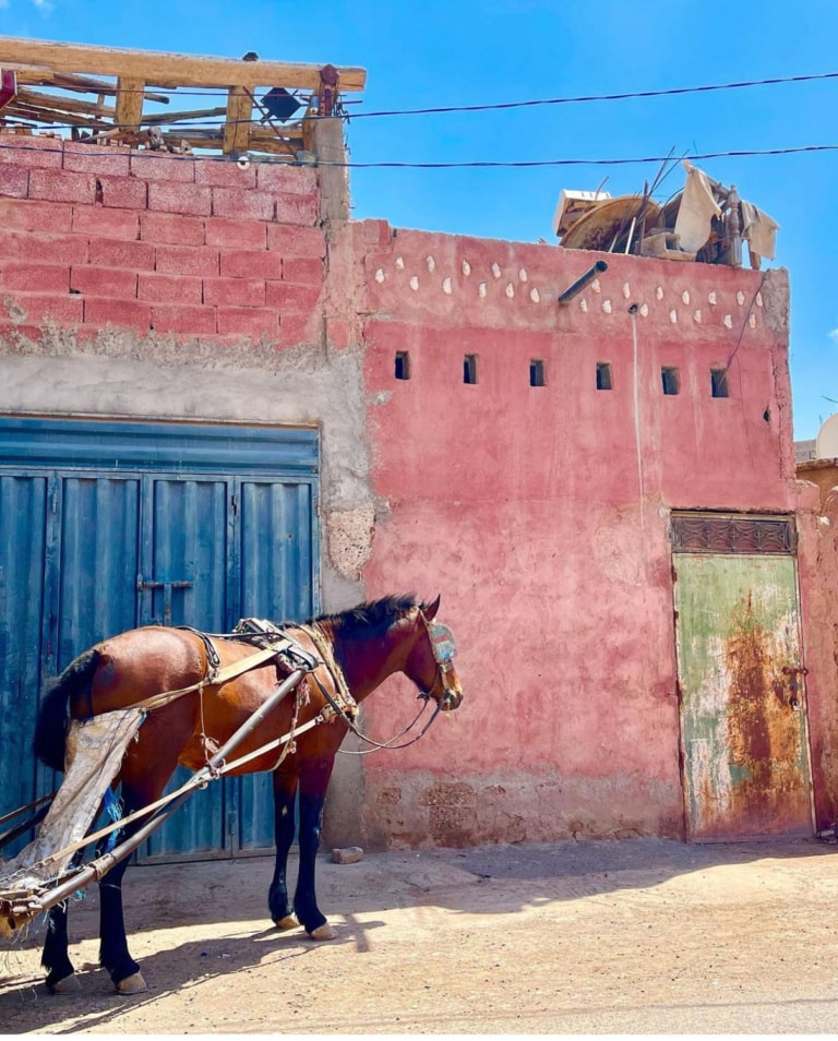 linda-roberts-image-of-horse-in-morocco
