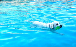 cindy hattersley's labrador beau-swimming-in-pool