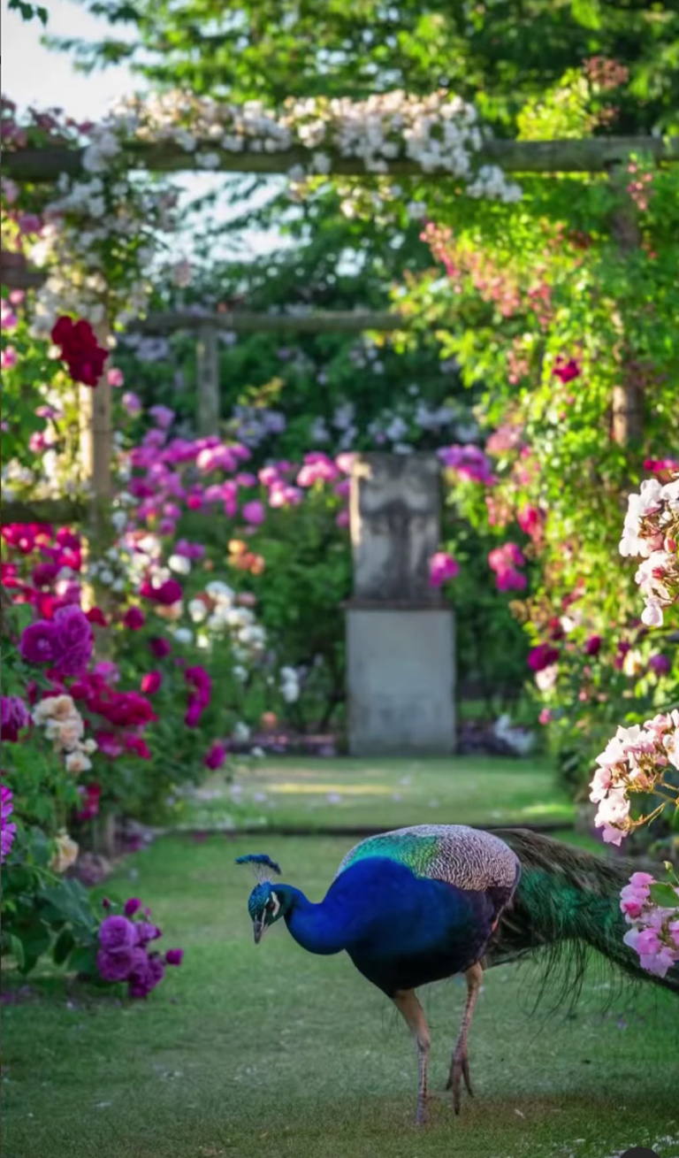 DAVID-AUSTIN-ROSE-GARDEN