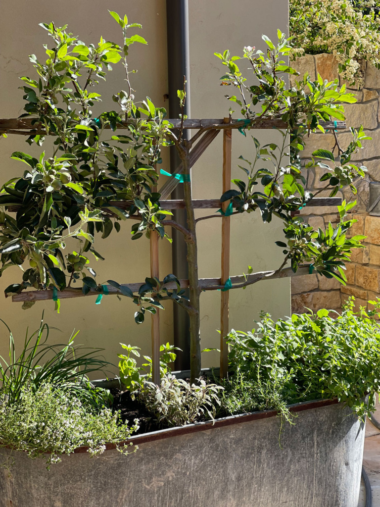 espaliered apple in galvanize bathtub