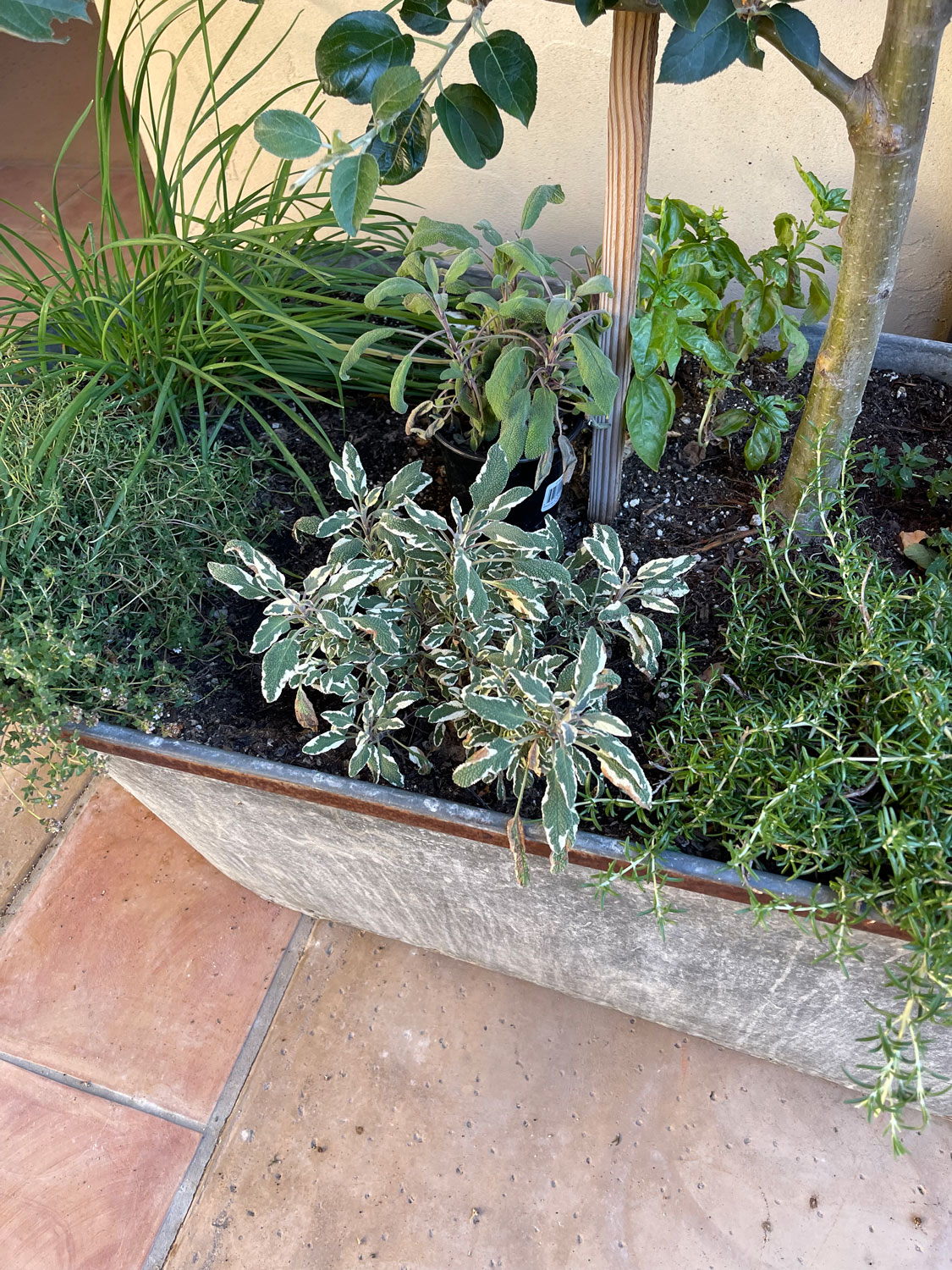 galvanized-pot-with-herbs