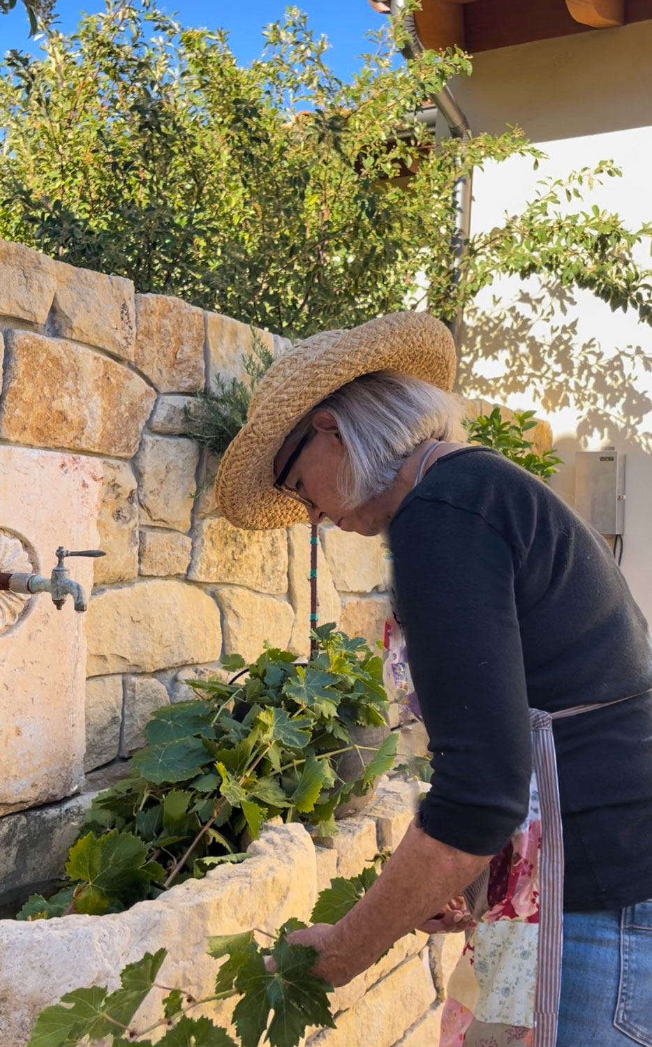 cindy-hattersley-trimming-grape-leaves