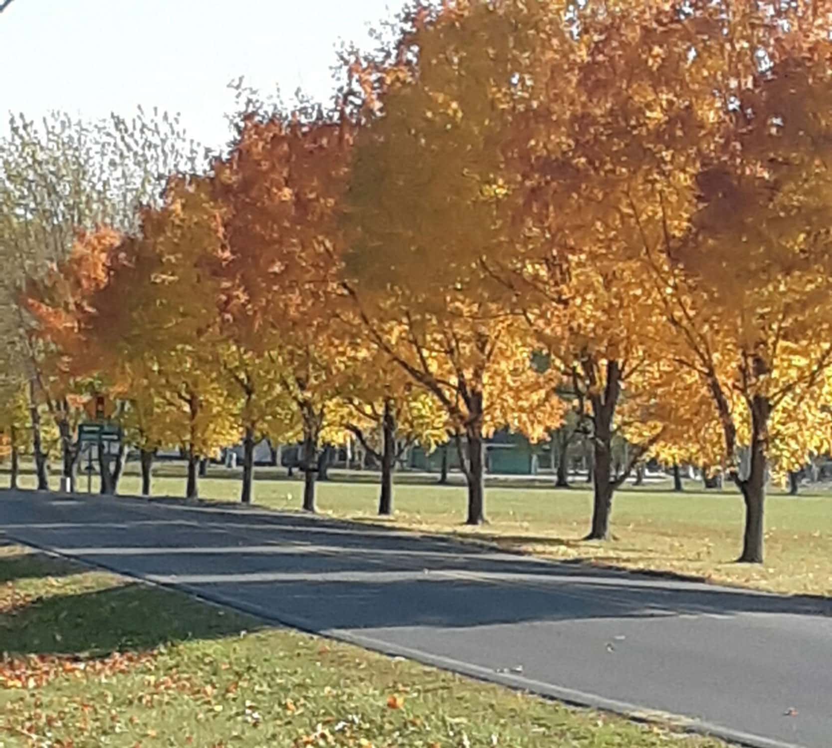 alley-of-trees-indiana