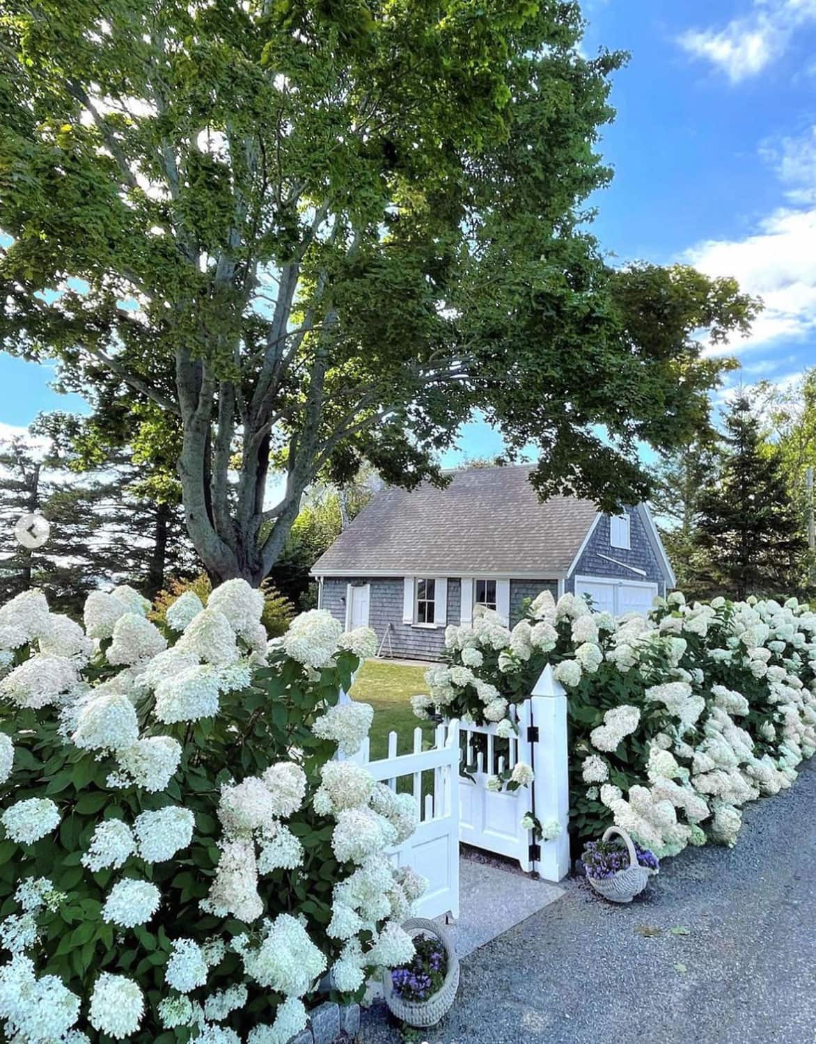 Loi's-Hydrangea-Hedge-in-Maine
