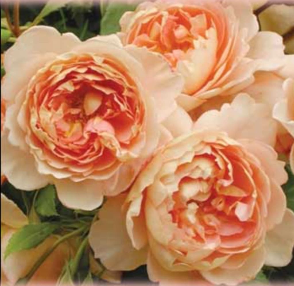carding mill-david austin rose