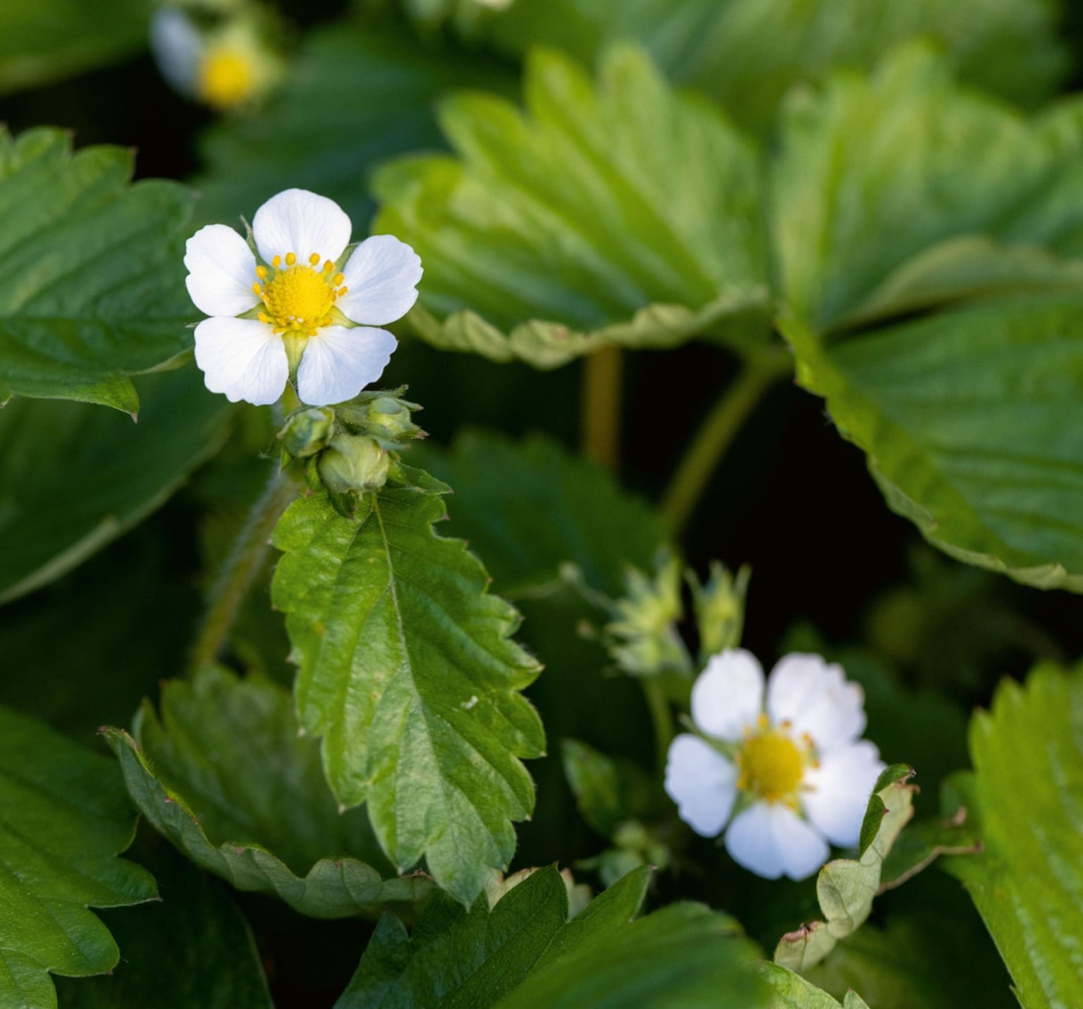 Flower-Magazine-Perennial-Flowers-wit-Annual-Vegetables