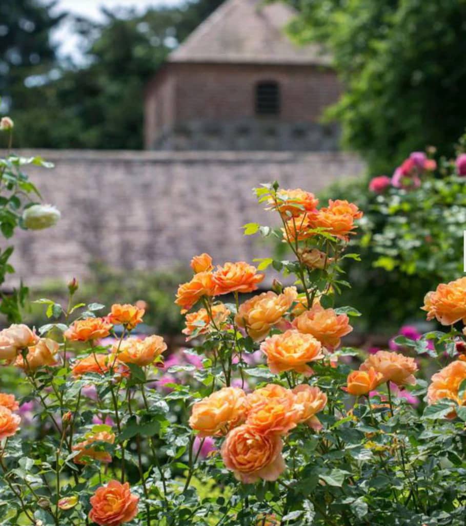 LADY-OF-SHALLOT-david austin rose