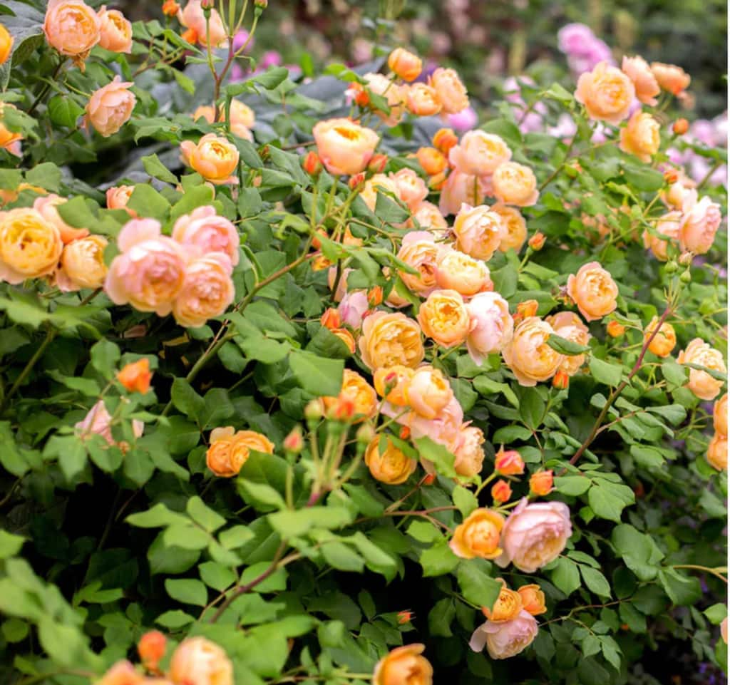 RONALD-DAHL-david austine rose
