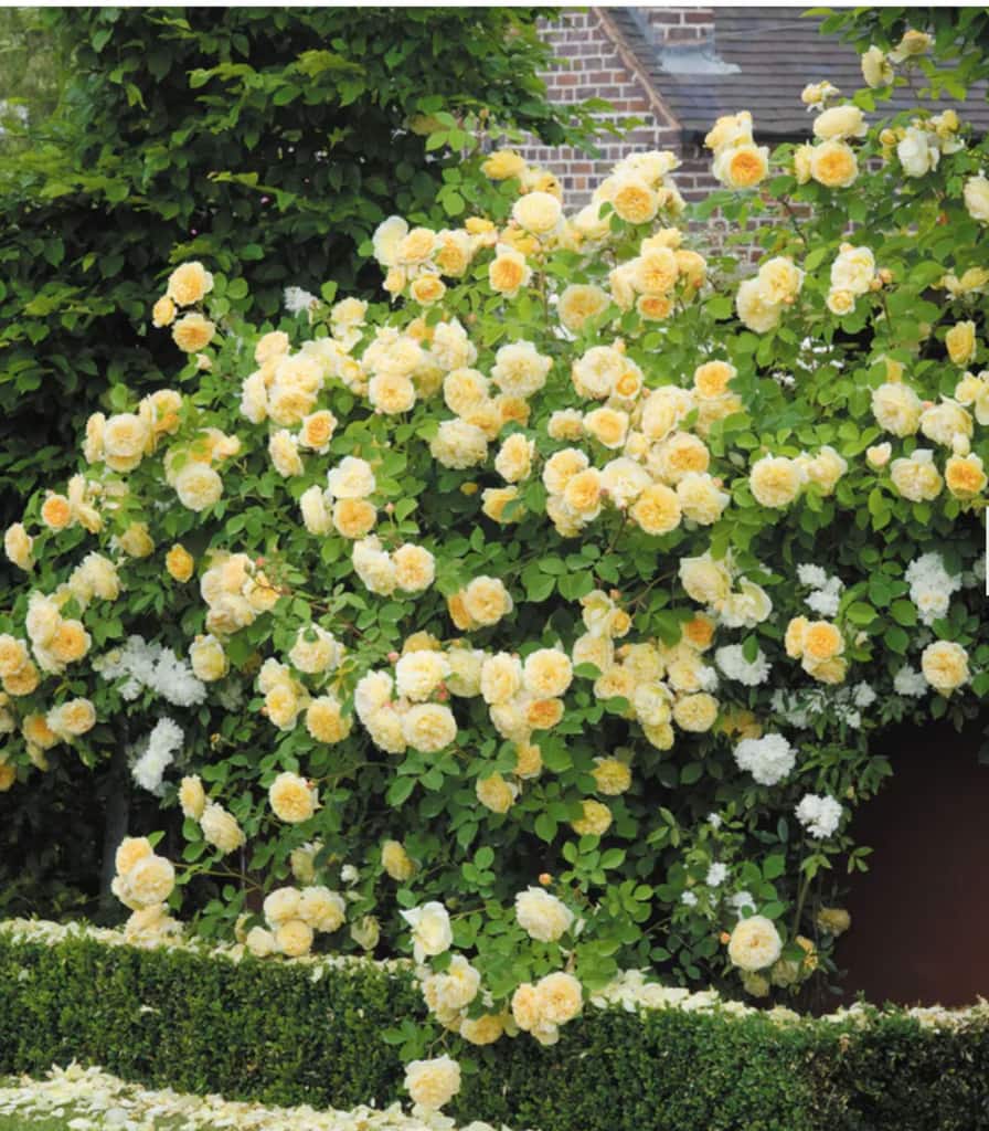 TEASING-GEORGIA-david austin rose