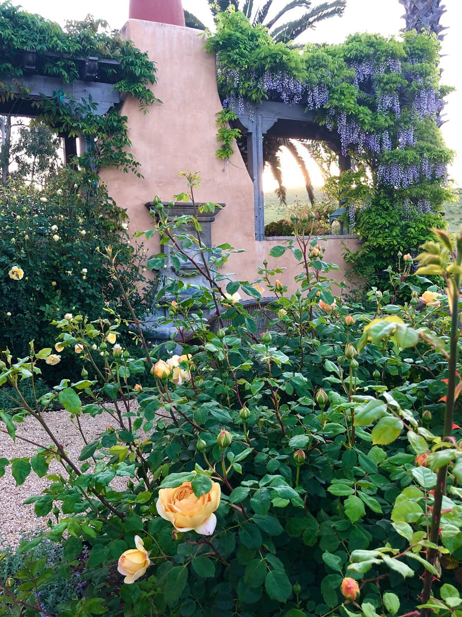 cindy hattersley's rose garden
