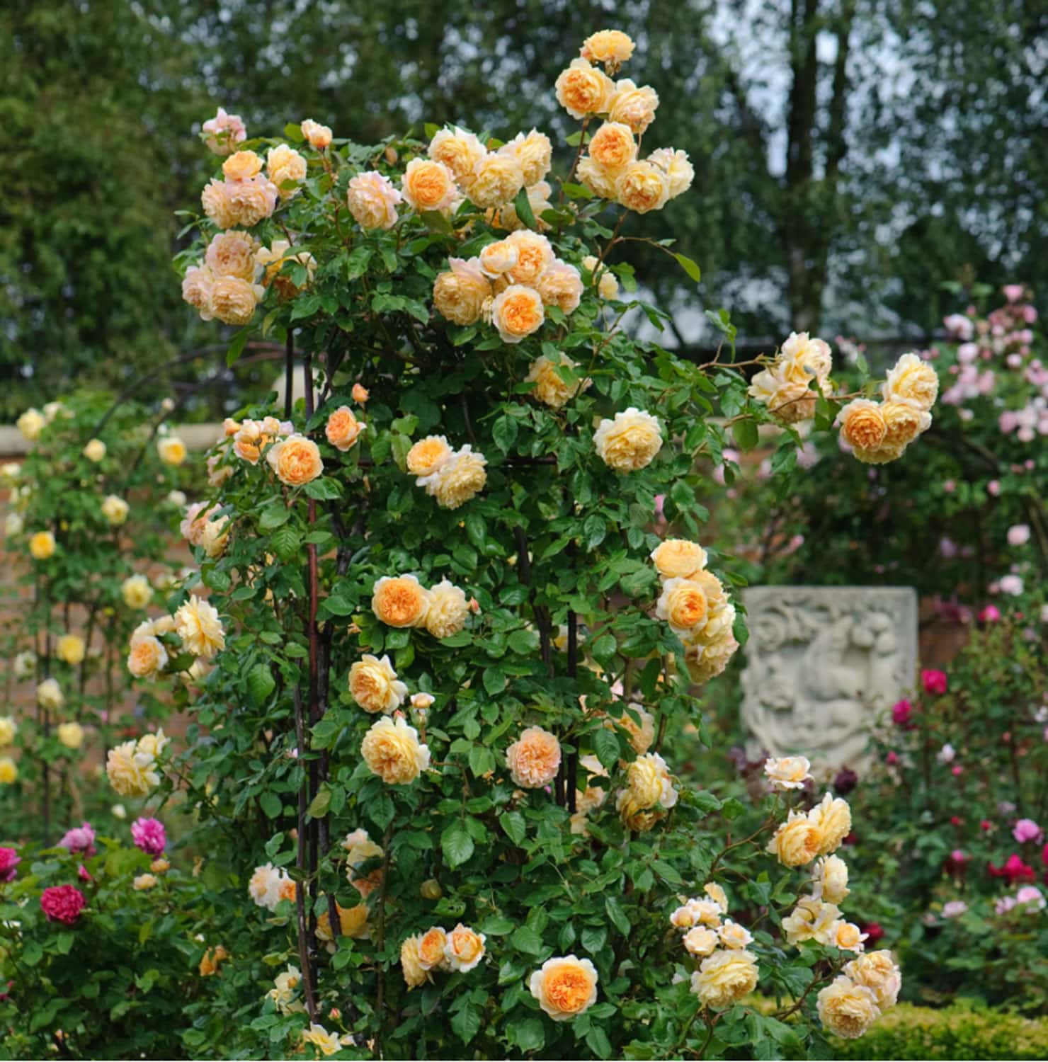 crown princess margereta climbing rose.jpg