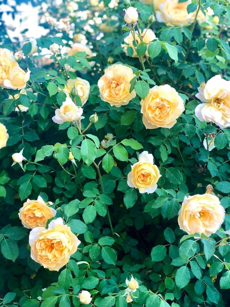 molineux david austin rose