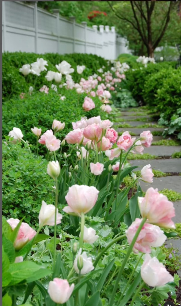pretty-pink-tulips on Instagram