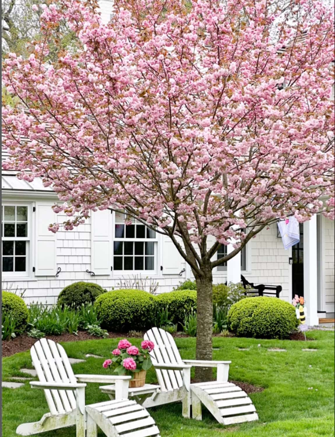 pretty-pink-tulips-tree & house