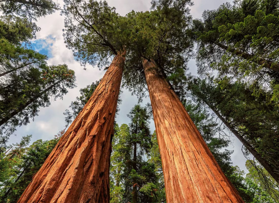 redwoods