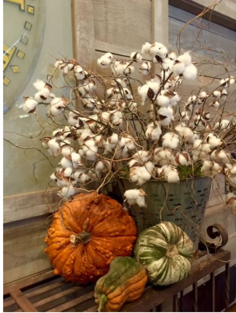 Natural Cotton in galenized bucket with Cinderella Pumpkins