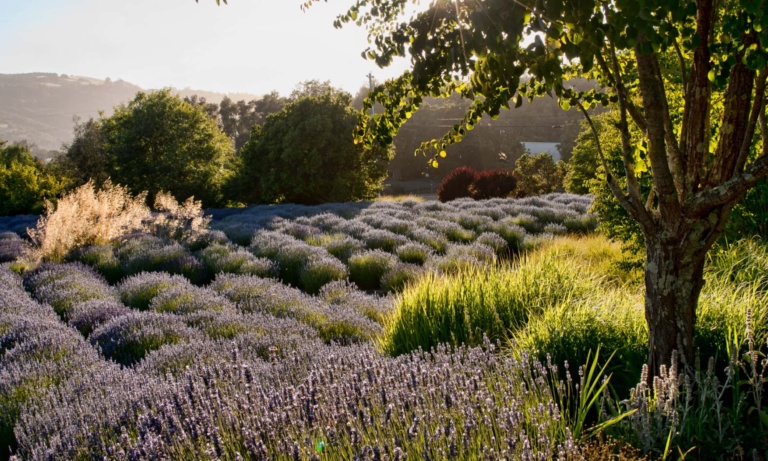 SONOMA-WINERIES-WITH-BEAUTIFUL-GARDENS